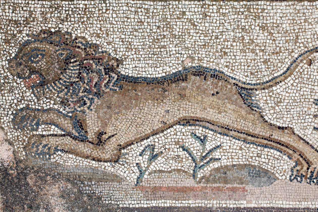 Un león - Detalle de un friso que representa escenas de caza junto al panel que representa el primer baño de Aquiles - Mosaicos de Pafos, Villa de Theseus, siglo V d.C. - Chipre de William M. Timlin
