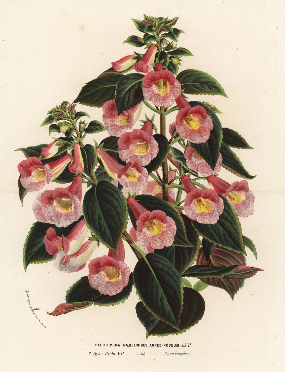 Achimenantha x naegelioides, cultivar rosa y oro. Plectopoma naegelioides aureo-roseum. Litografía coloreada a mano de la obra de Louis van Houtte y Charles Lemaire Flores de los jardines e invernaderos de Europa, Flore des Serres et des Jardins de l