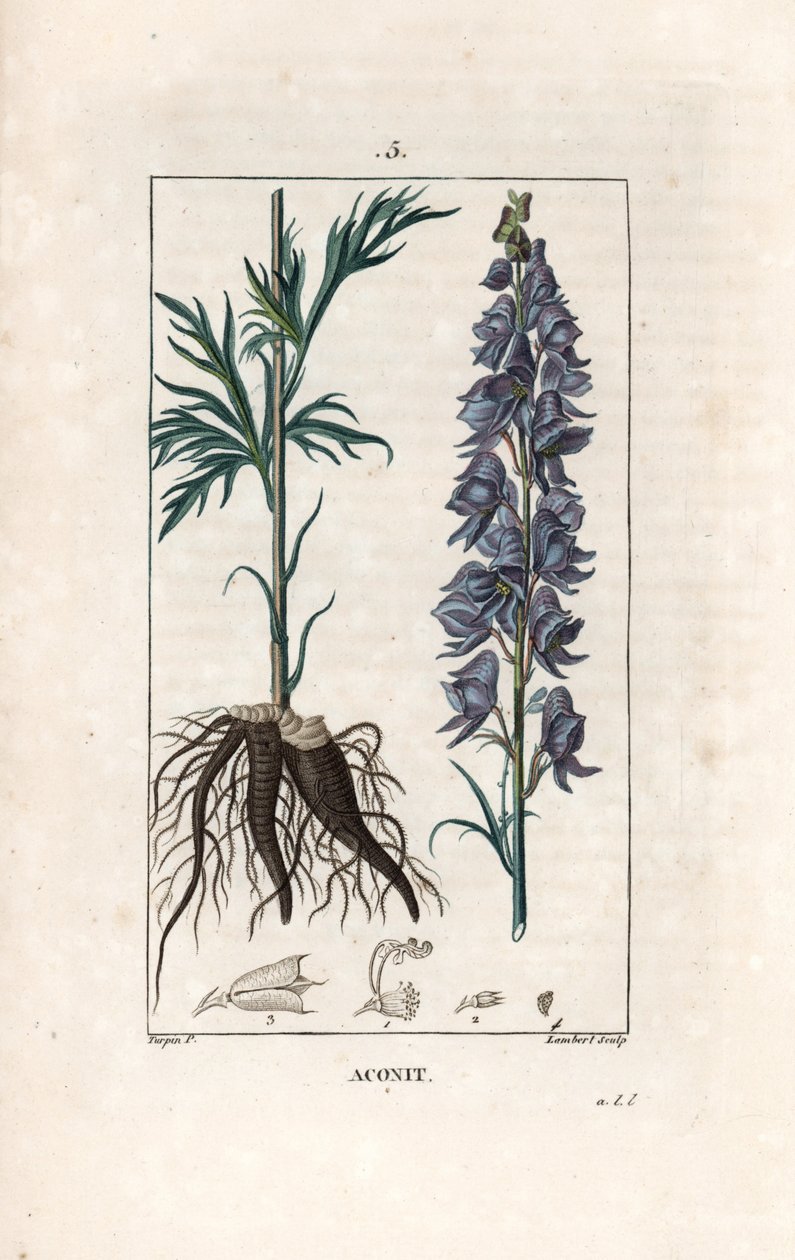 Aconit - Grabado de Lambert a partir de un dibujo de Pierre Jean Francois Turpin (1775-1840), de La flore medicale, de Chaumeton, Poiret et Chamberet, Paris 1830 - Acónito, Aconitum napellus, con flores, hojas y raíces - Grabado de Lambert a partir de un d de Unbekannter Künstler