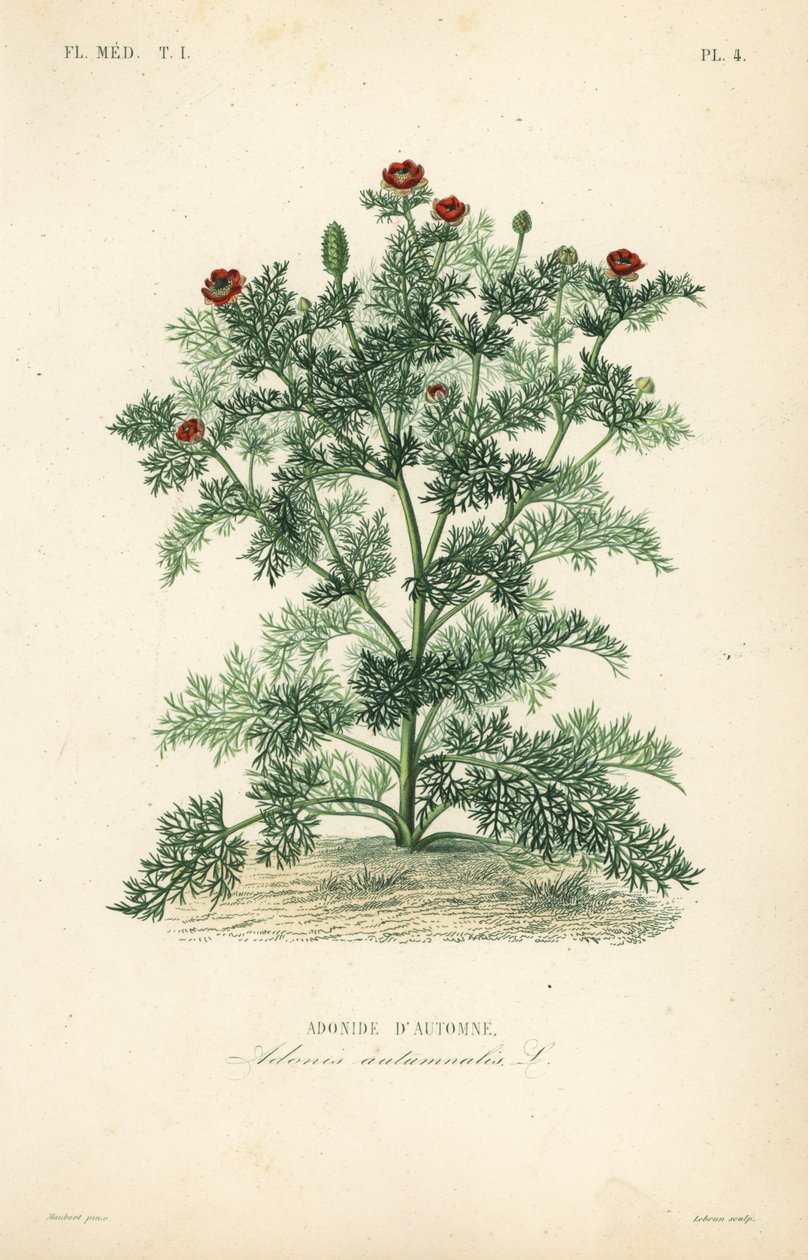 Flor de Adonis o ojo de faisán, Adonis annua de Unbekannt