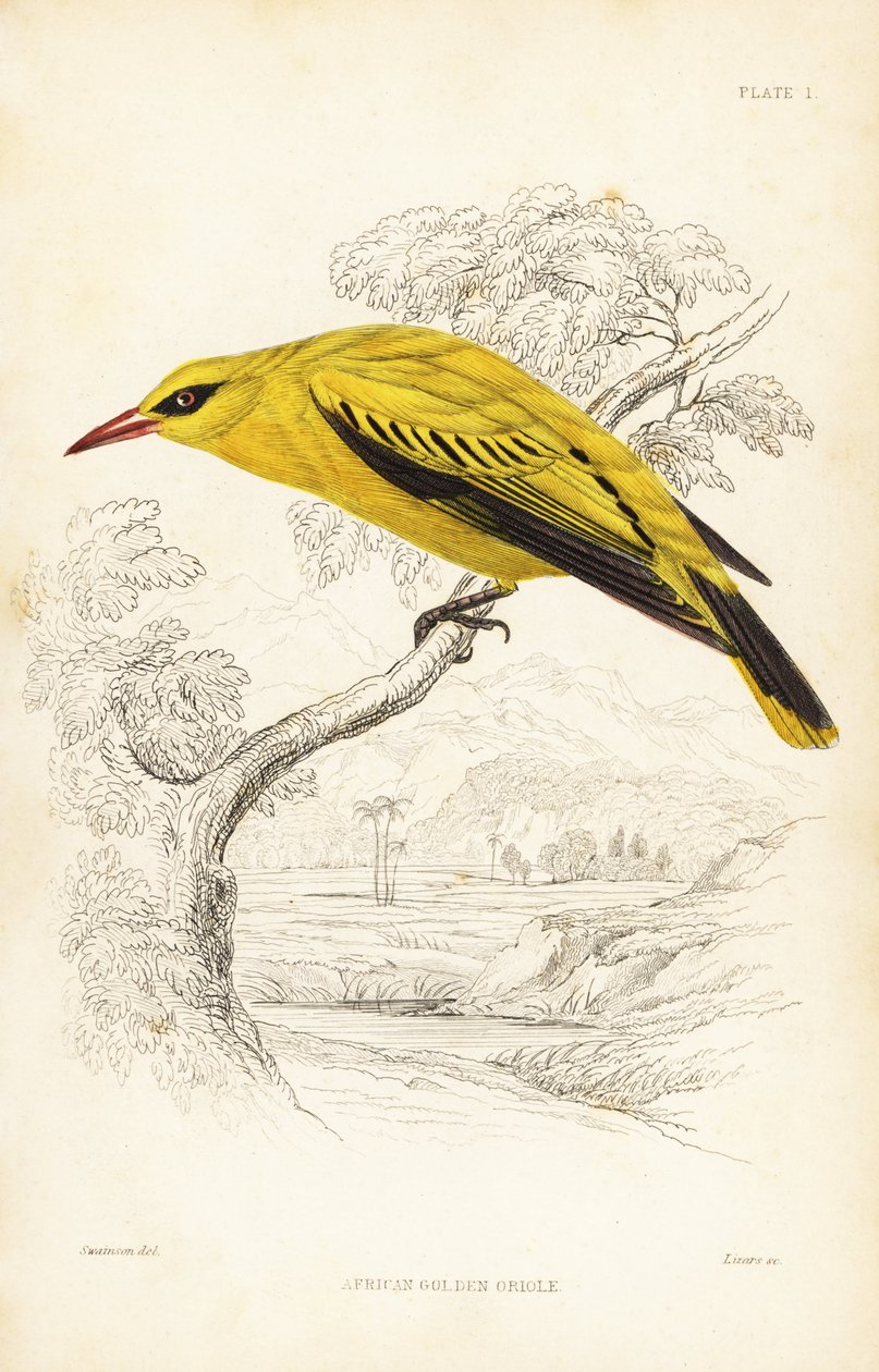 Oropéndola dorada africana, Oriolus auratus. Grabado en acero coloreado a mano por William Lizars según William Swainson de la Naturalist