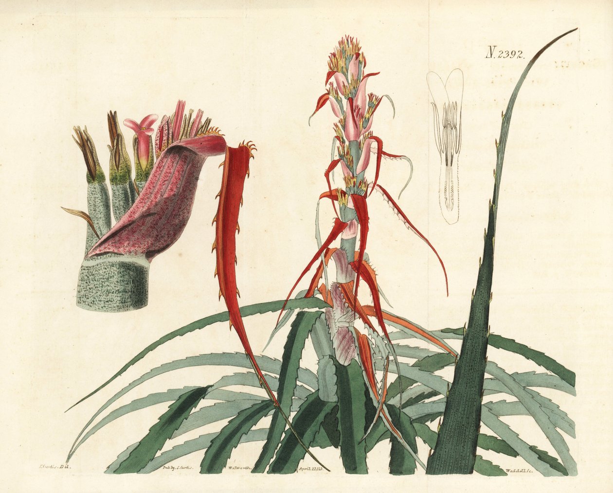 Aguava, Bromelia alsodes (Piña de hoja estrecha, Bromelia sylvestris). Grabado en cobre coloreado a mano por Weddell a partir de una ilustración botánica de John Curtis de William Curtis