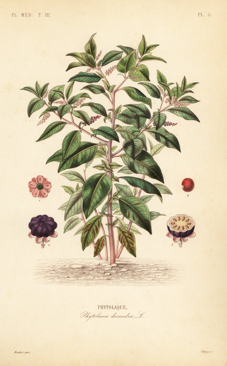 Hierba carmín americana, Phytolacca americana de Unbekannt
