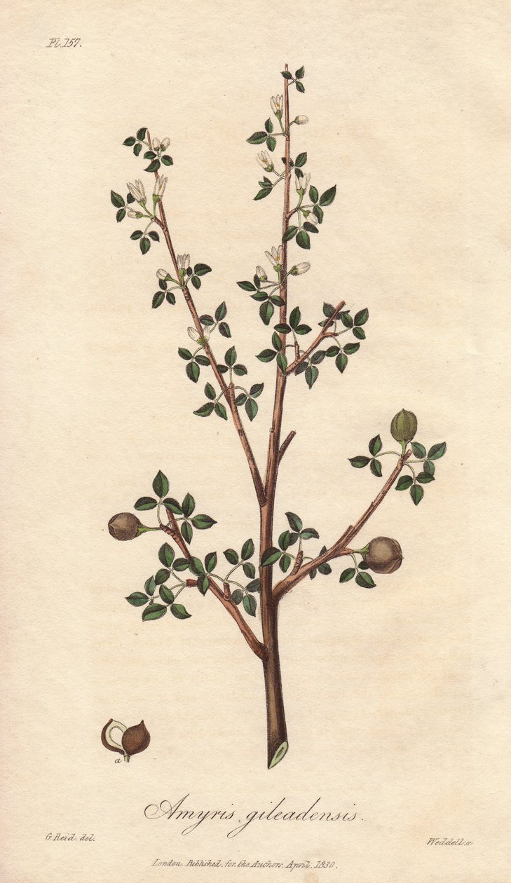 Amyris elemifera o Árbol Elemi (Commiphora gileadensis) Agua fuerte de William Clarke para ilustrar "Botánica Médica, Descripción de las Plantas Medicinales de Londres, Edimburgo y Dublín" de John Stephenson y James Morss Churchill, publicado en Londo de Unbekannter Künstler