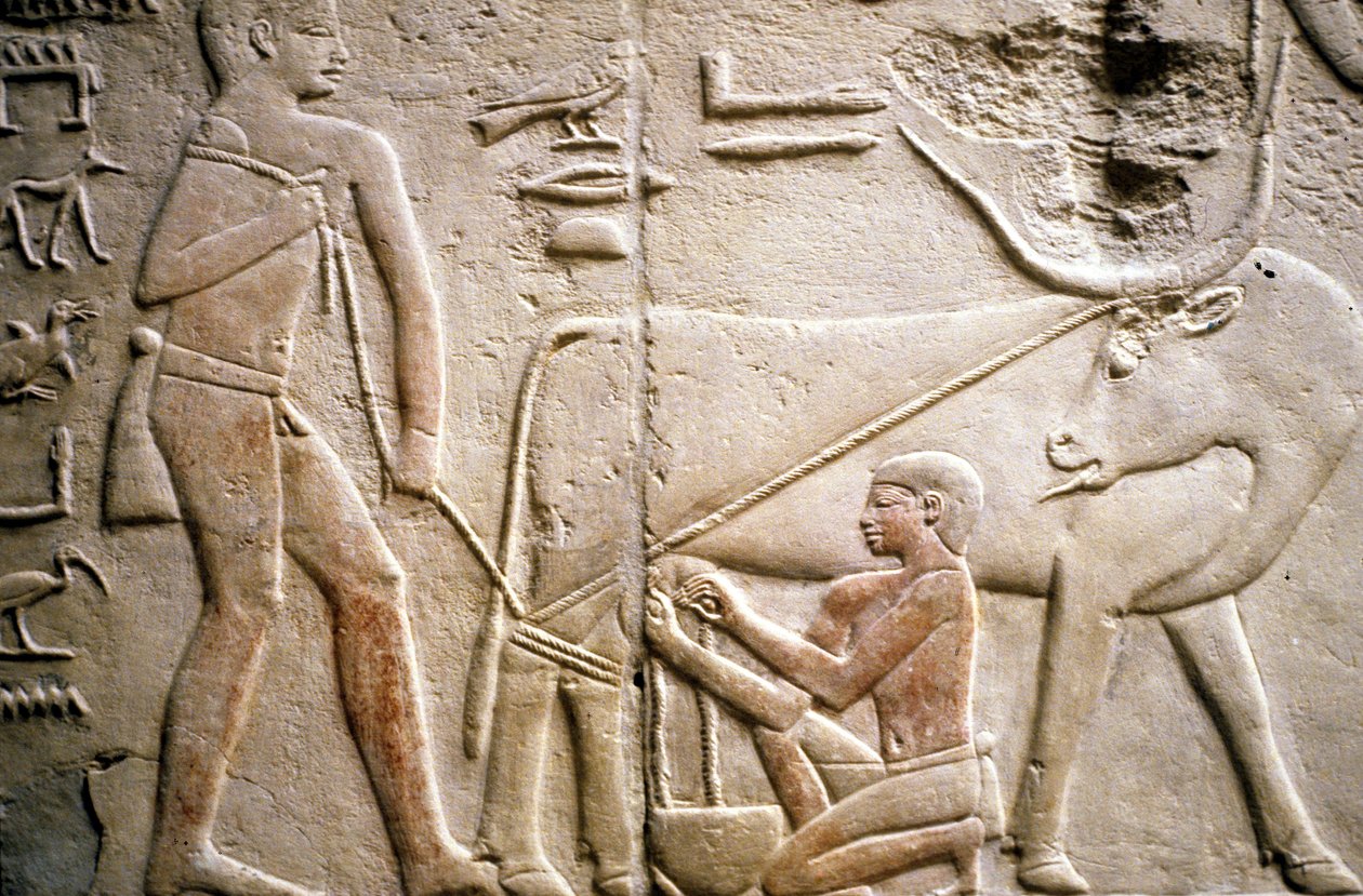 Antiguo Egipto: Saqqarah (o Saqqara o Sakkarah): necrópolis del Antiguo Imperio, tumba de nobles. Detalle de los relieves que representan el ordeño de un búfalo. de Leopold Blonder