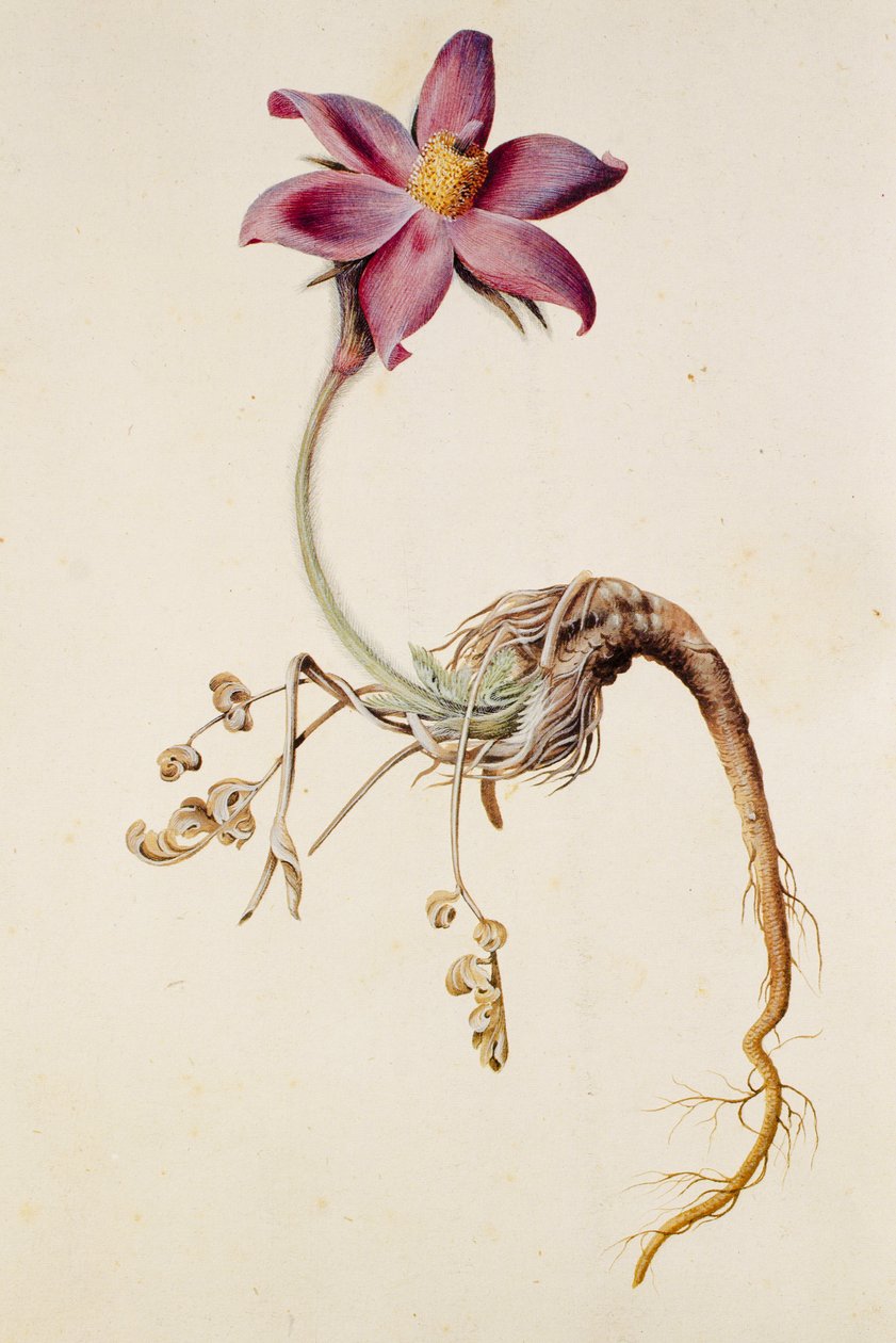 Anemone pulsatilla/Anenome pulstaille de Unbekannt