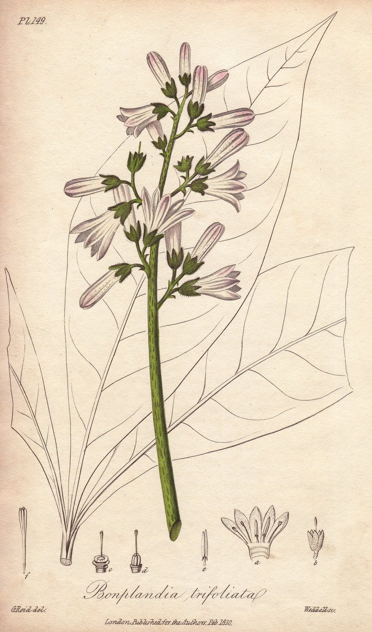 Árbol de Angostura, Angostura trifoliata de Unbekannter Künstler