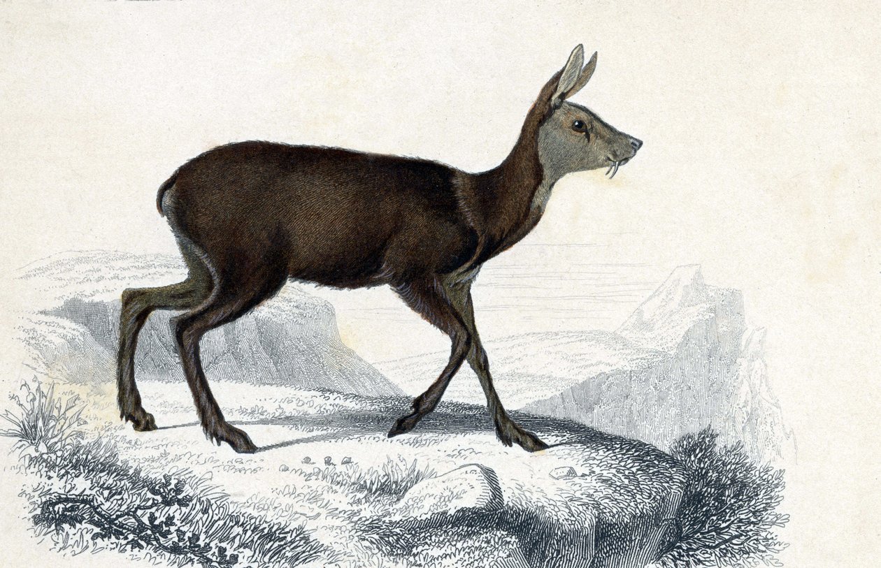 Tabla de animales: Chevrotain (Moschus Pygnueus). Mammiferes quadrupedes ruminants - en "Dictionnaire universel d