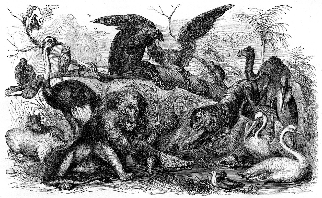 Animales prohibidos a los israelitas -Biblia de Unbekannter Künstler