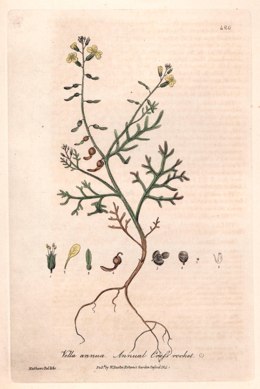 Vella annua (Vella annua) - Lámina botánica de Isaac Russell, grabada por Charles Matthews, de "English Botanical Phenomenes" de William Baxter (1788-1871) de Unbekannter Künstler