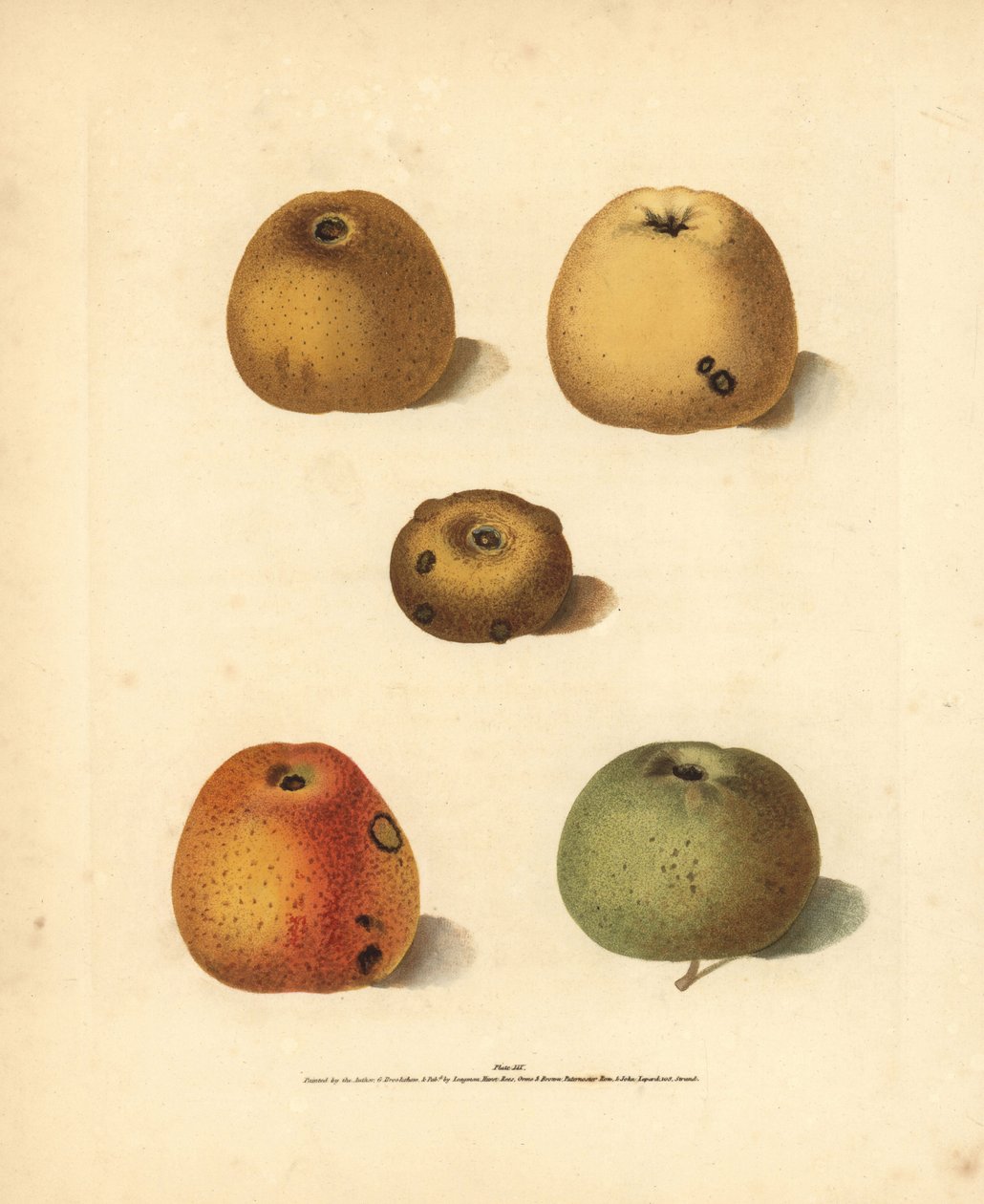 Variedades de manzana, Malus domestica: Franklin