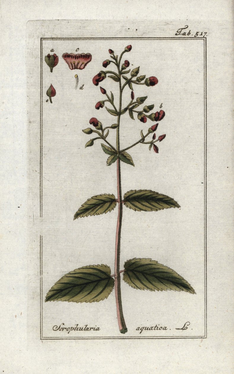 Escrofular acuática (Scrophularia aquatica). Litografía de "Afbeelding der Artseny-Gewassen" de Johannes Zorn (1739-1799), Países Bajos. de Unbekannter Künstler