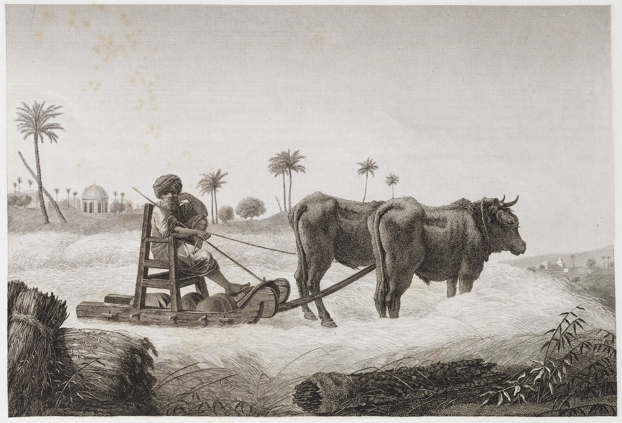 Agricultura de Secano, Cosecha. Máquina de trilla, Egipto, c. 1798 de Unbekannt