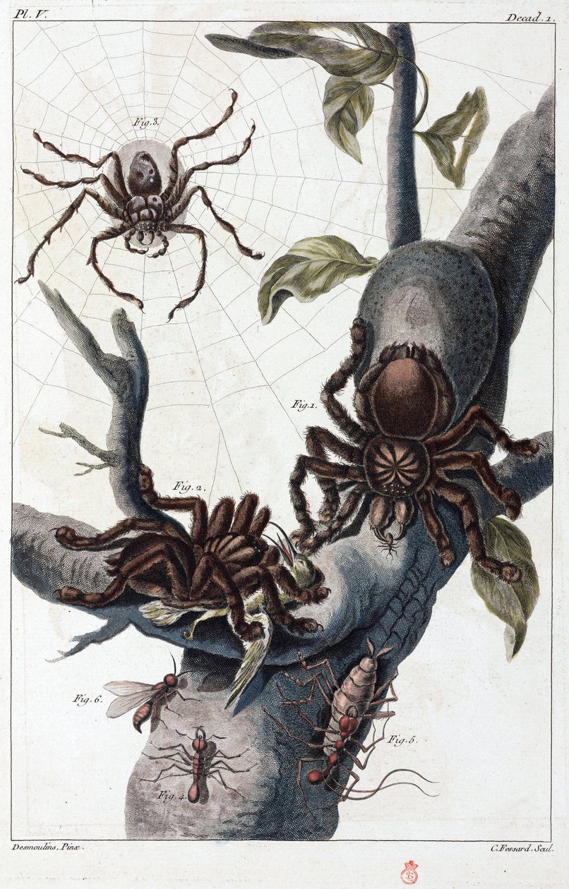 Araña comedora de aves y tarántula del Surinam de Unbekannt