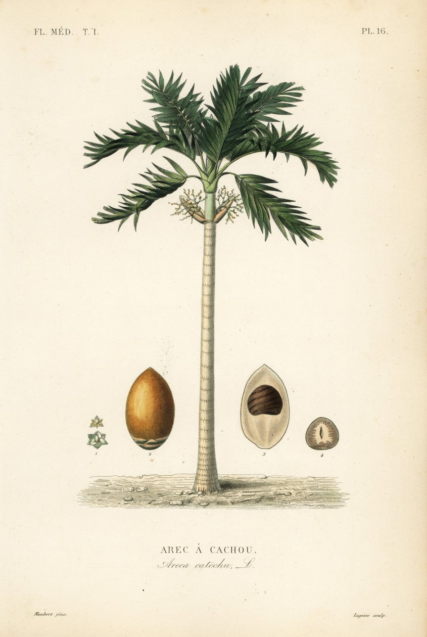 Palmera de nuez de areca, Areca catechu, Arec a cachou de Unbekannt