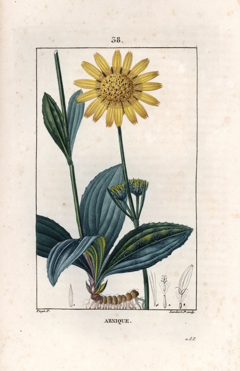 Arnique (árnica) - Grabado de Lambert hijo a partir de un dibujo de Pierre Jean Francois Turpin (1775-1840), de La flore medicale, de Chaumeton, Poiret et Chamberet, París 1830 - Árnica de montaña, Arnica montana - Grabado de Lambert hijo a partir de un di de Unbekannter Künstler