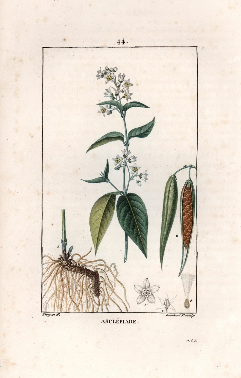 Asclepiade ou herbe à la wadding ou herbe aux parruches - Grabado de Lambert fils, a partir de un dibujo de Pierre Jean Francois Turpin (1775-1840), extraído de La flore medicale, de Chaumeton, Poiret et Chamberet, París 1830 - Hierba golondrina, Vincetoxi de Unbekannter Künstler