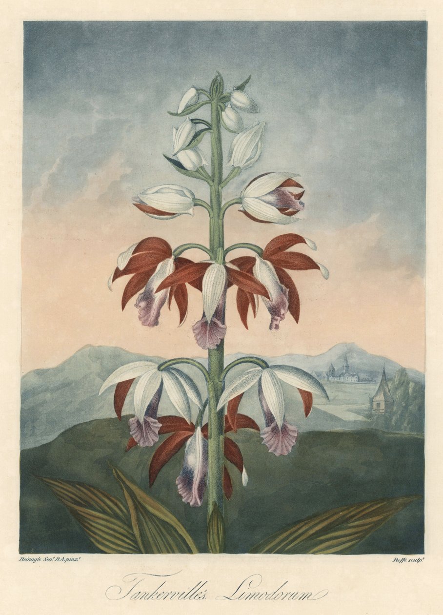 Variedad de orquídea asiática Eau forte, extraída de The Temple of Flora, del Dr. Robert Thornton (1768-1837) de Unbekannter Künstler
