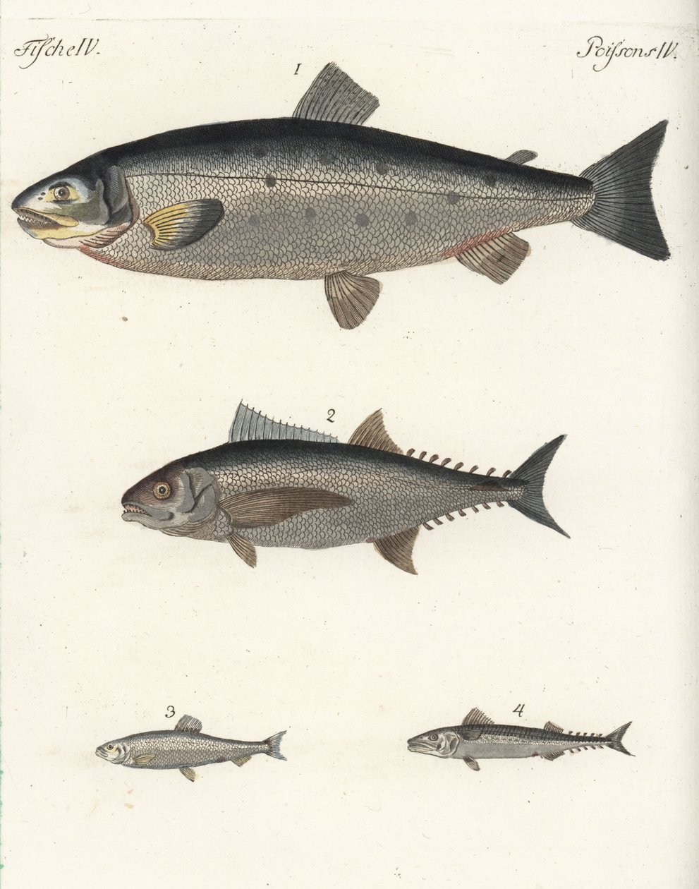 Salmón atlántico, Salmo salar 1, atún, Thunnus species 2, arenque atlántico, Clupea harengus 3, y caballa (verdel) atlántica, Scomber scombrus 4. Grabado en cobre coloreado a mano del Bilderbuch fur Kinder (Libro de ilustraciones para niños) de Friedrich J de Unbekannter Künstler