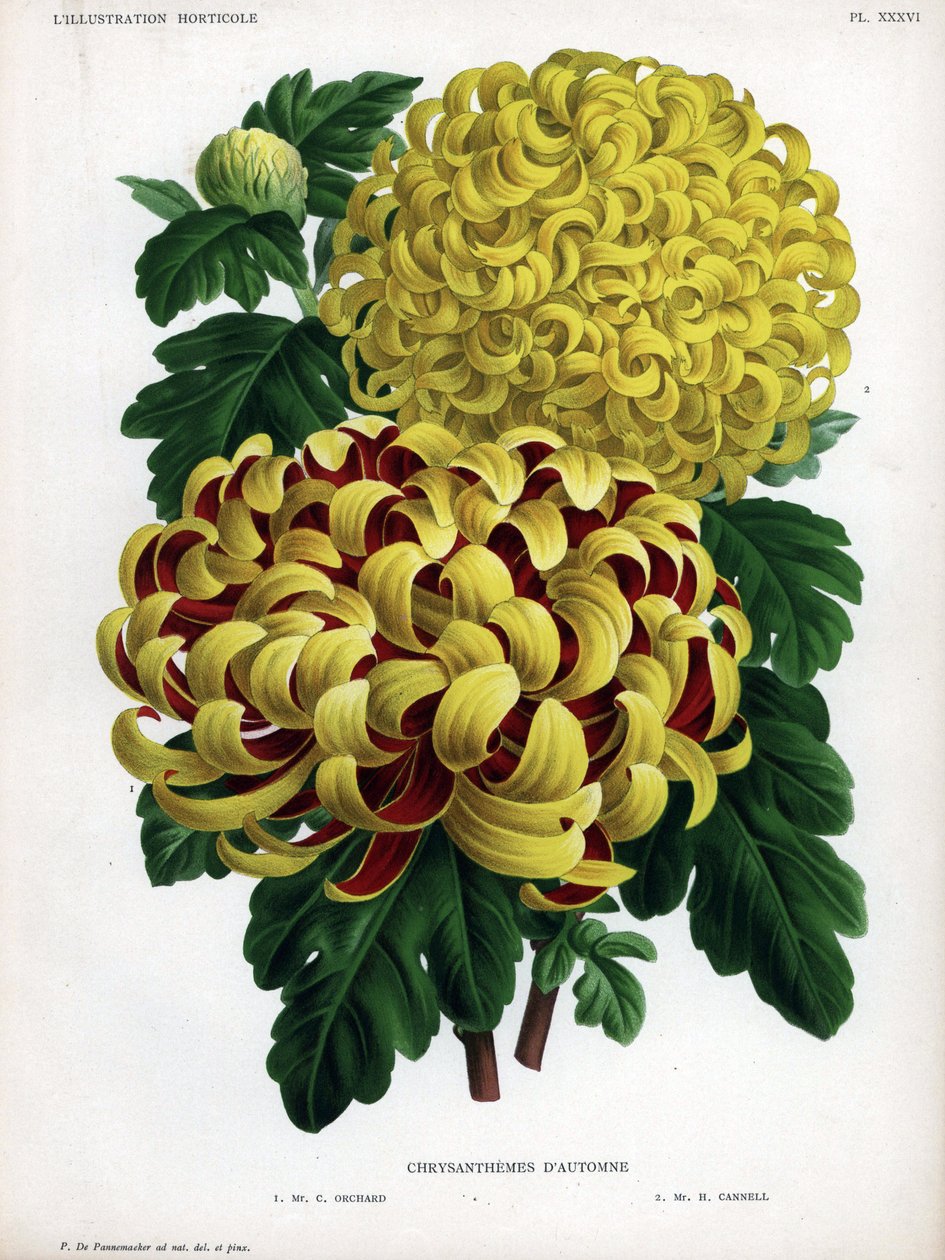 Híbridos de crisantemo de otoño: M. C. Orchard tiene una gran flor amarilla y carmesí y M. H.Cannell tiene una gran flor amarilla. de Unbekannter Künstler
