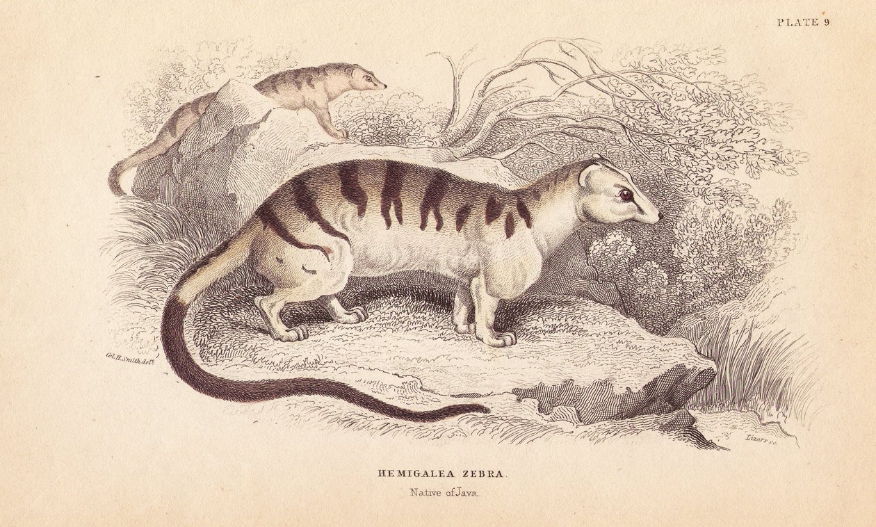 Civeta de las palmeras, Hemigalus derbyanus (Hemigalea zebra). Amenazada. Grabado en acero coloreado a mano por Lizars a partir de una ilustración de Charles Hamilton Smith de la William Jardine