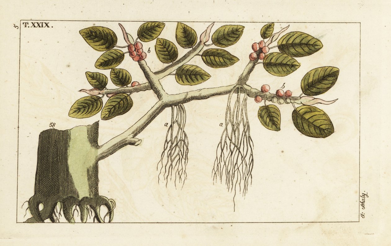 Higuera con raíces aéreas, Ficus benghalensis. de Unbekannter Künstler