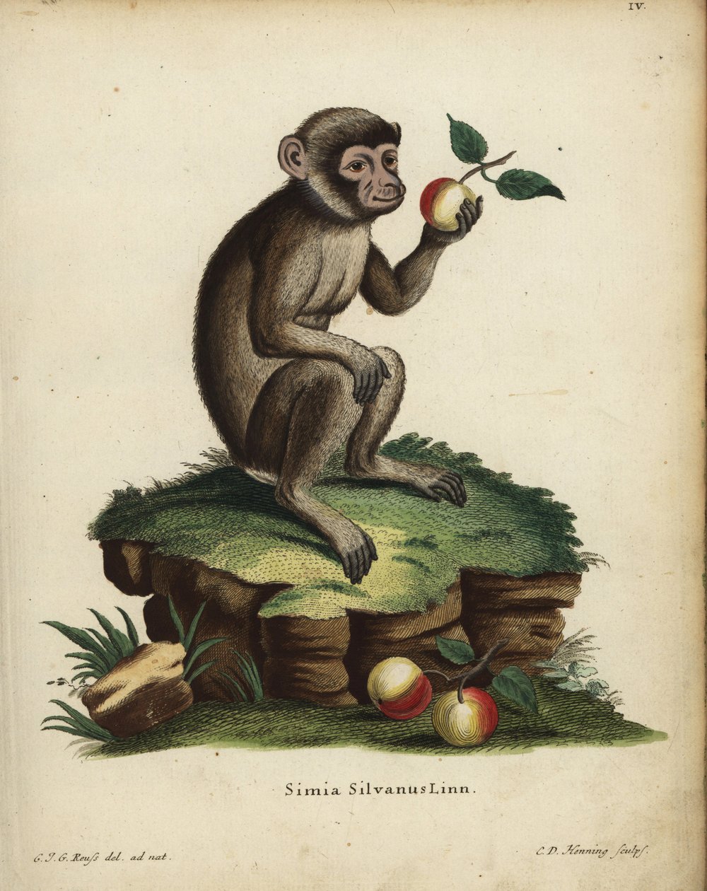 Macaco de Berbería, Macaca sylvanus. En peligro de extinción. Simia silvanus Linn. Grabado en cobre coloreado a mano por C.D. Henning a partir de una ilustración tomada del natural por C. J. G. Reuss de la obra de Johann Christian Daniel Schreber Animal Il de Unbekannter Künstler