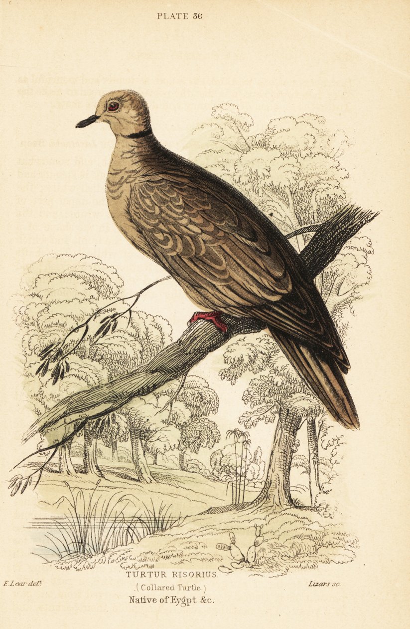 Paloma de Berbería, Streptopelia risoria. 1889 (grabado) de Unbekannter Künstler