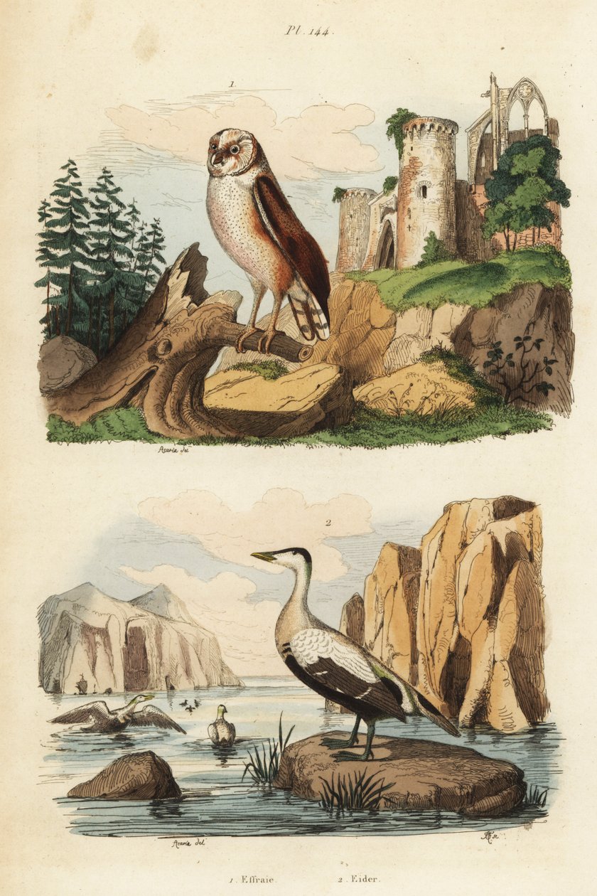 Lechuza común, Tyto alba, y eider común, Somateria mollissima de Unbekannt