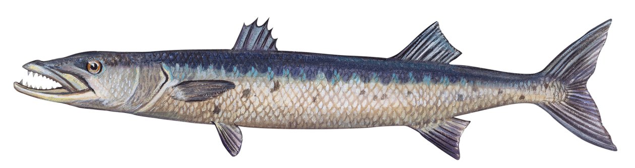 Barracuda - Gran barracuda (Sphyraena barracuda) de Unbekannter Künstler