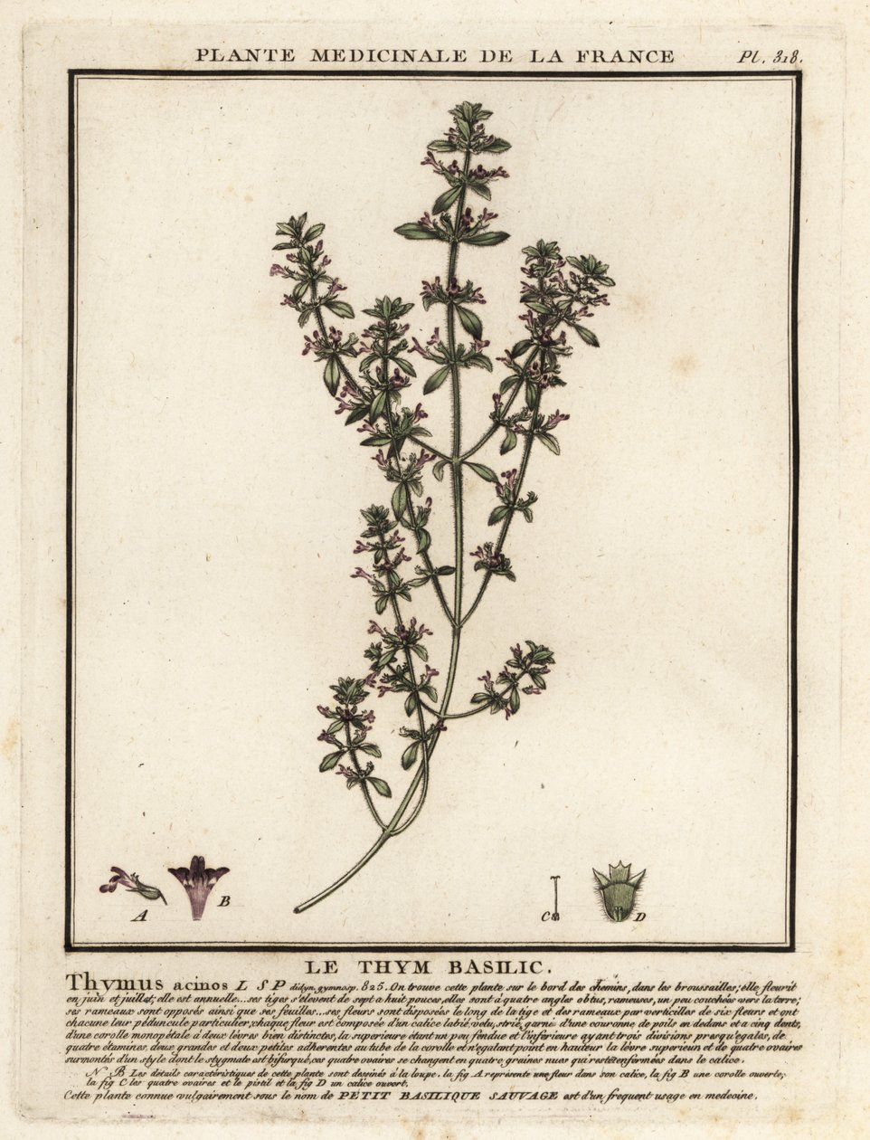 Tomillo de albahaca, Clinopodium acinos. de Unbekannter Künstler