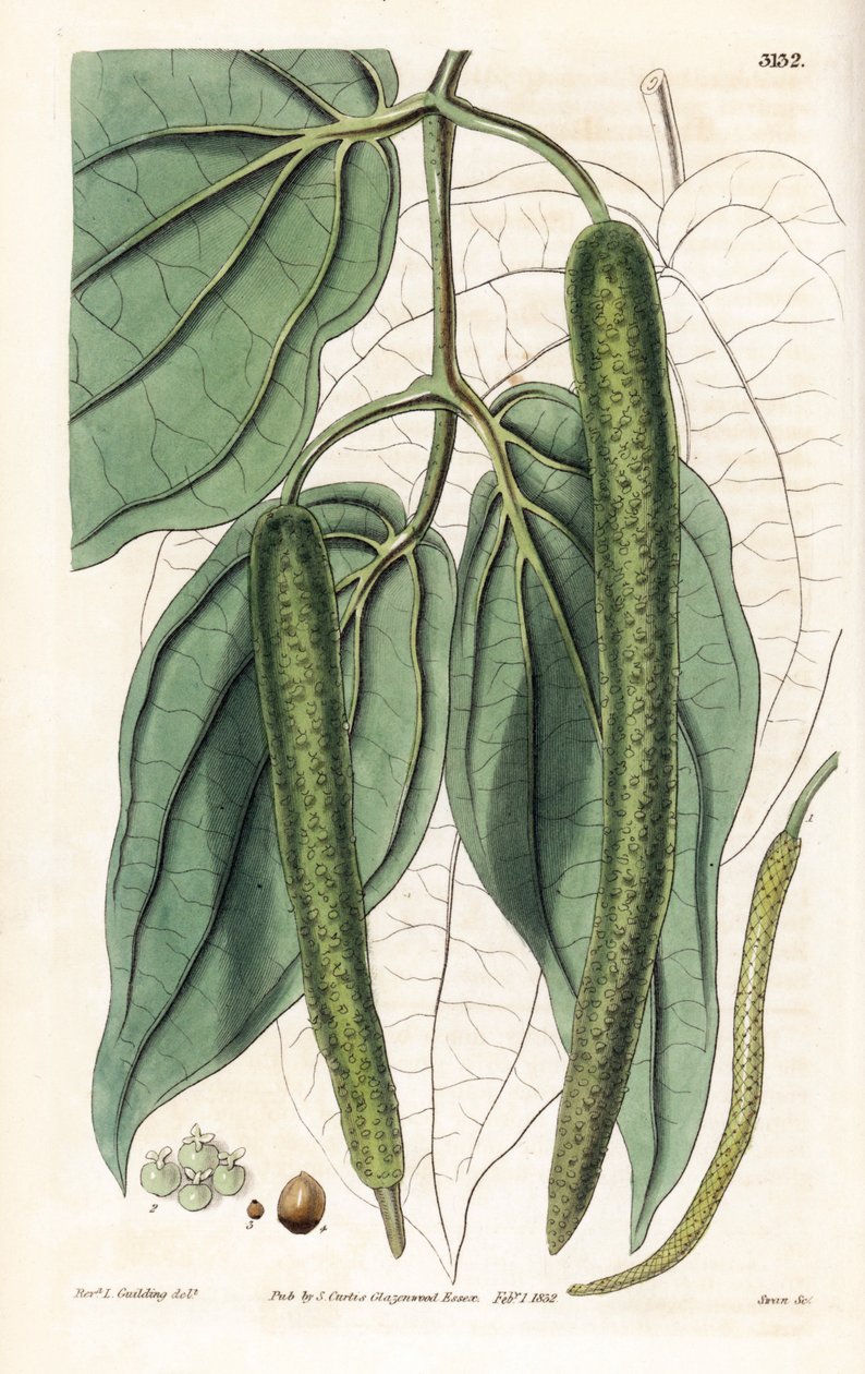 Betel - Pimienta de betel, Piper betle. Grabado en cobre coloreado a mano por Swan a partir de una ilustración de Rev. L. Goulding del "Botanical Magazine" de Samuel Curtis, Londres. de Unbekannter Künstler