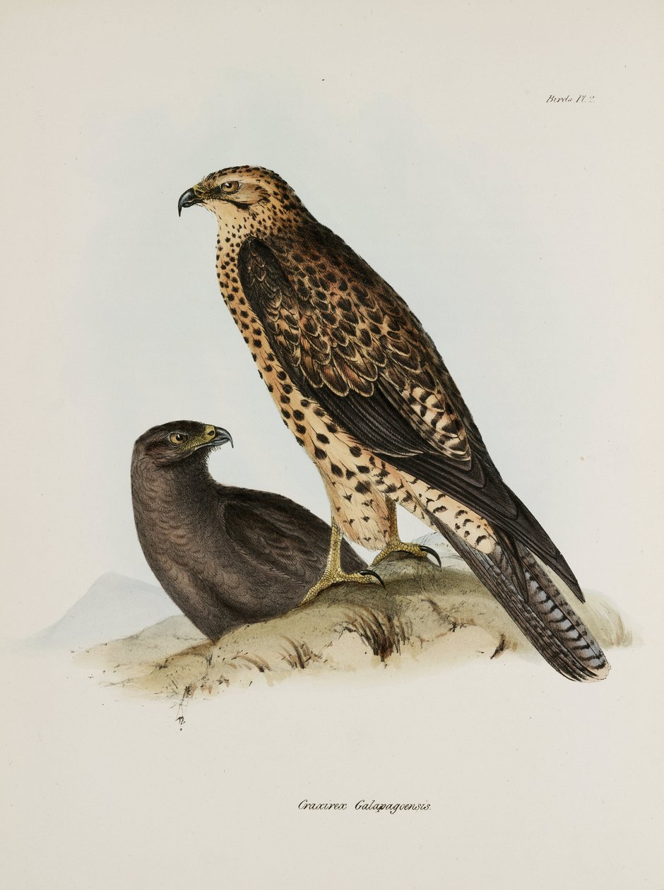 Aves de presa, Islas Galápagos, c. 1832-1836 de Unbekannt