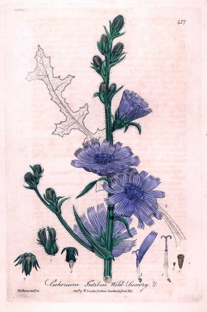 Placa botánica de "British Phaenogamous Botany" de William Baxter y Charles Mathews 1841 de Unbekannter Künstler