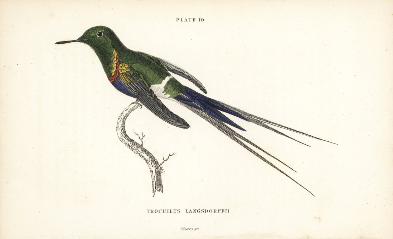 Discosura langsdorffi (Colibrí de Langsdorff, Trochilus langsdorffii). Grabado en acero coloreado a mano por William Lizars de la Naturalist