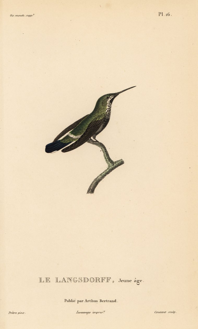 Cola de espina negra, Discosura langsdorffi (Ornismya langsdorfii). Inmaduro. Grabado en acero coloreado a mano por Coutant a partir de una ilustración de Jean-Gabriel Pretre de la obra de René Primevere Lesson Natural History of the Colibri Genus of Hummi de Unbekannter Künstler