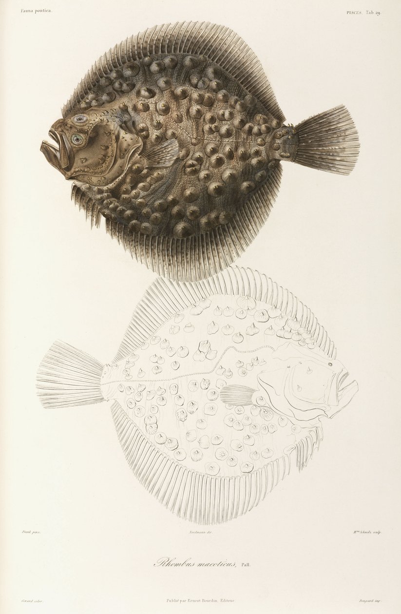 Rodaballo del Mar Negro de Unbekannt
