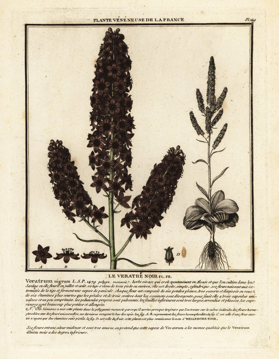 Falso eléboro negro, Veratrum nigrum. de Unbekannter Künstler