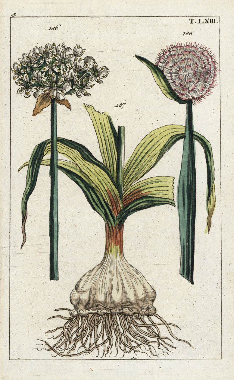Ajo negro (ajo negro), Allium nigrum 186, y cebolla, Allium cepa, bulbo 187 y flor 188. Grabado en cobre coloreado a mano de una ilustración botánica de "Unterhaltungen aus der Naturgeschichte" (Enciclopedia de Historia Natural) de G. T. Wilhelm. de Unbekannter Künstler