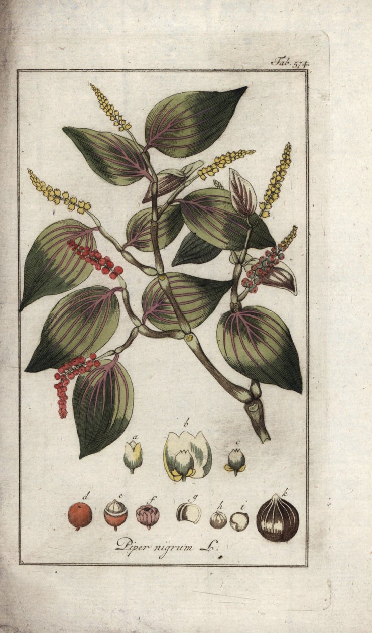 Plato de pimienta negra (Piper nigrum). Litografía de "Afbeelding der Artseny-Gewassen" de Johannes Zorn (1739-1799), Países Bajos. de Unbekannter Künstler