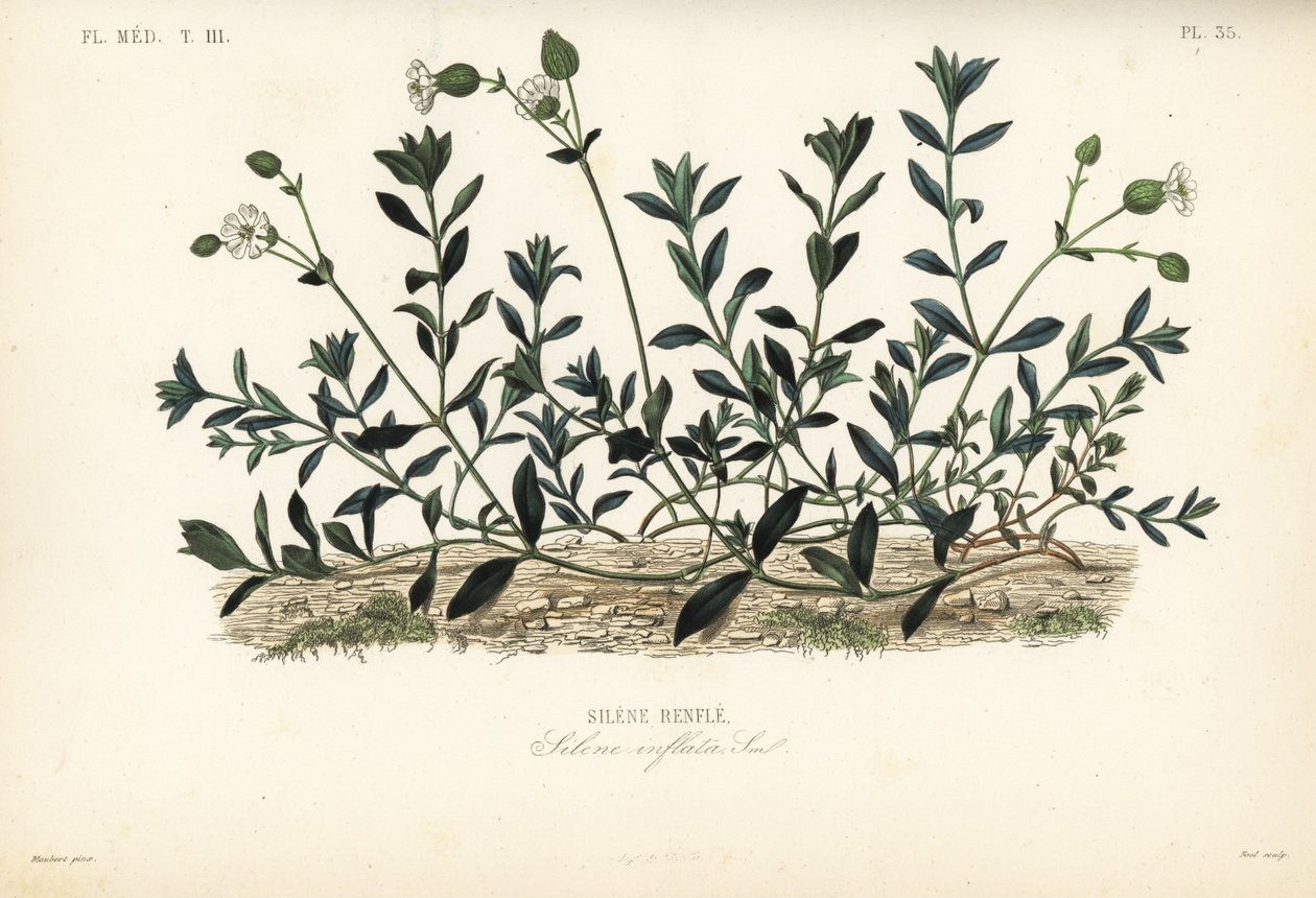 Silene vulgar, Silene vulgaris de Unbekannt