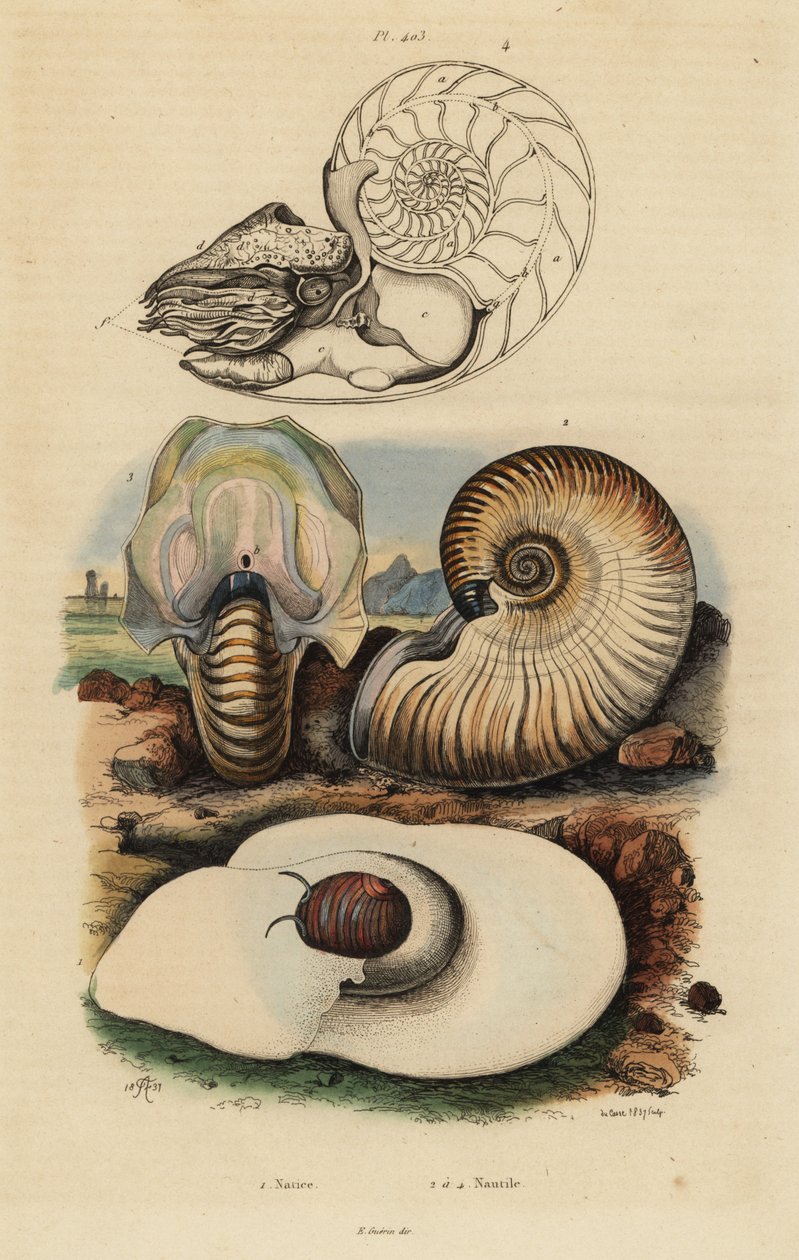 Caracol luna vejiga, Neverita didyma, nautilus costroso, Nonion umbilicatulum, y nautilus con cámara, Nautilus pompilius de Unbekannt