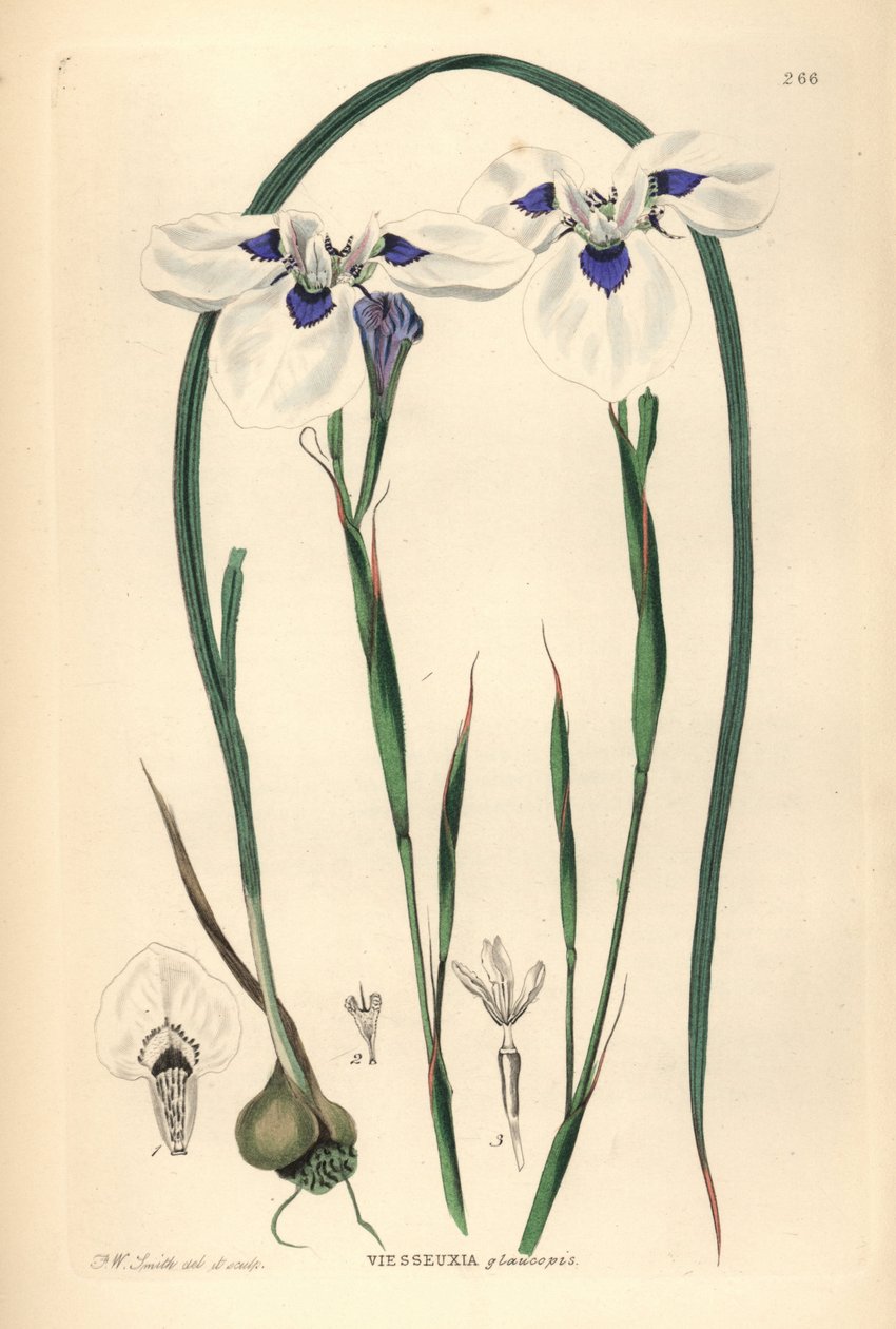 Uintjie de ojos azules o Blouooguintjie, Moraea aristata (Ocellate viesseuxia, Vieusseuxia glaucopis). Plancha de cobre coloreada a mano dibujada y grabada por Frederick W. Smith a partir de John Lindley and Robert Sweet