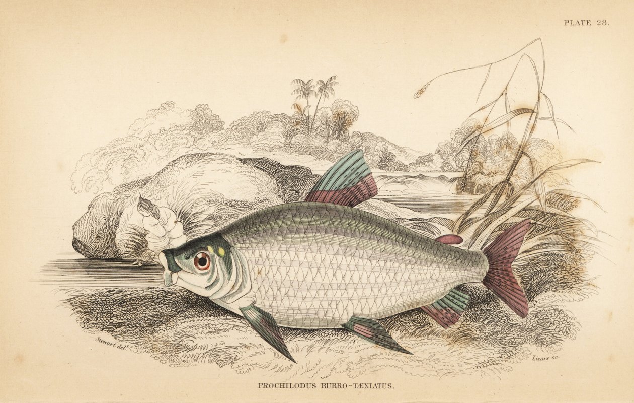 Bocachico o koulimata, Prochilodus rubrotaeniatus (Pale red-streaked salmon carp, Prochilodus rubro-taeniatus). Grabado en acero coloreado a mano por W.H. Lizars a partir de una ilustración de James Stewart de la obra de Robert Schomburg Fishes of Guiana,  de Unbekannter Künstler