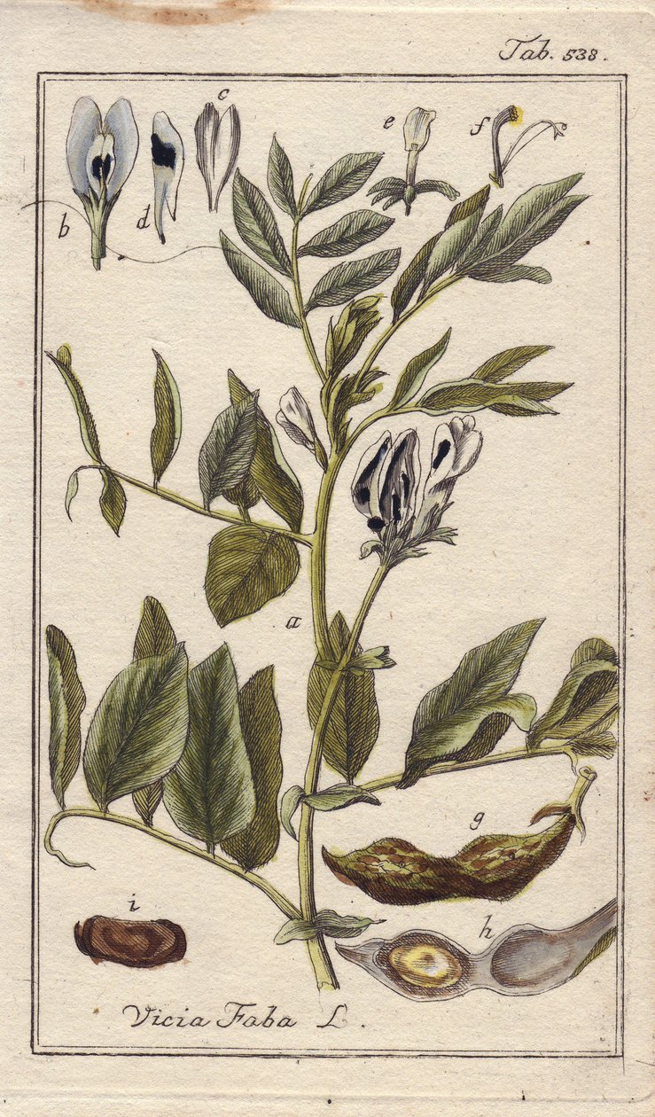 Botánica: Planta de judía con flores, hojas y judías en vainas, Vicia faba. Grabado en cobre coloreado a mano a partir de un dibujo de B. Thanner de la obra de Johannes Zorn "Icons plantarum medicinalium", Alemania. de Unbekannter Künstler