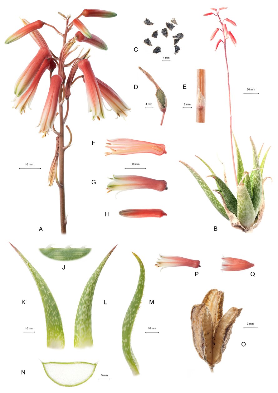 Tablero botánico/Aloe/Aloe de Unbekannt