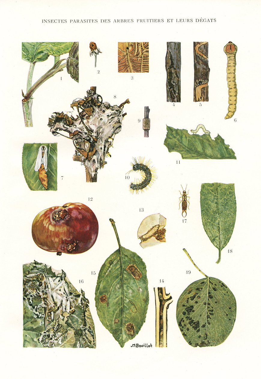 Lámina botánica/Parásitos de árboles frutales de Unbekannt