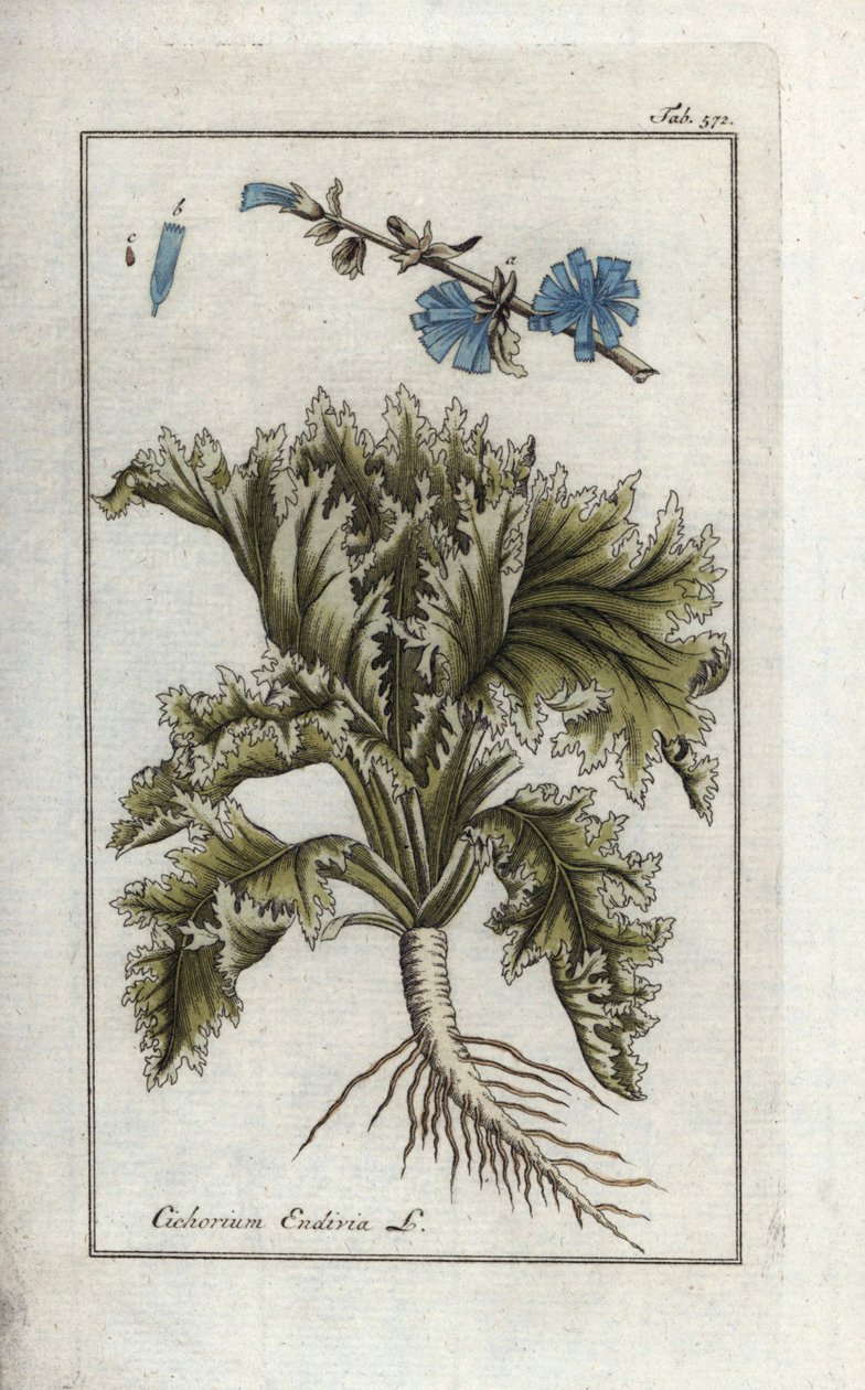 Botánica: Escarola, Cichorium endivia. Grabado botánico en cobre coloreado a mano de la obra de Johannes Zorn "Afbeelding der Artseny-Gewassen", Jan Christiaan Sepp, Amsterdam. de Unbekannter Künstler