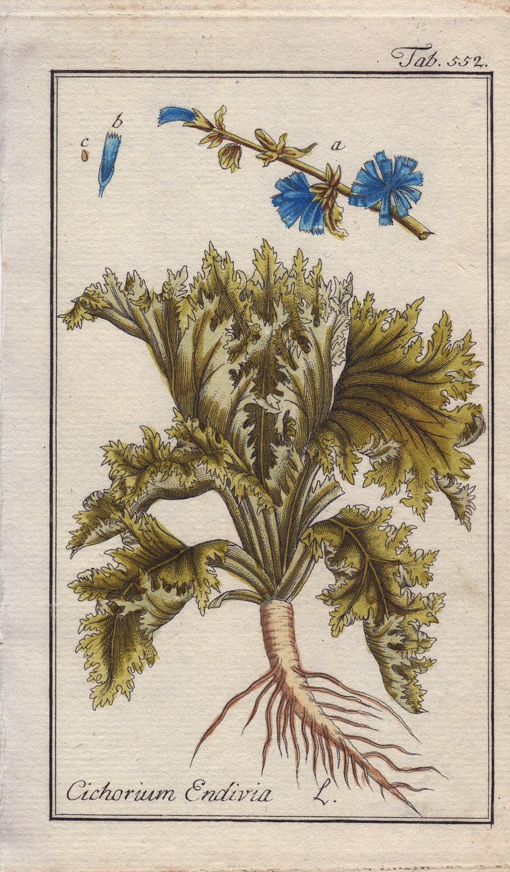 Botánica: Planta de escarola con raíz, hojas y flores, Cichorium endivia. Grabado en cobre coloreado a mano a partir de un dibujo de B. Thanner de la obra de Johannes Zorn "Icons plantarum medicinalium", Alemania. de Unbekannter Künstler