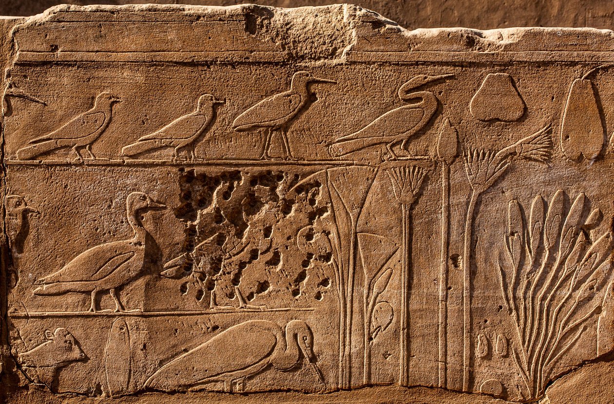 Jardín Botánico de Tutmosis III con representaciones en relieve de plantas y animales, Templo de Karnak, Luxor, Tebas, Egipto, África (foto) de Unbekannter Künstler